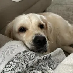 My sweet Zoey, the dog that started it all. Her challenges with hyperactivity and anxiety as a puppy are what set me on the path to becoming a professional trainer.