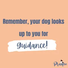 Remember, your dog looks up to you for guidance in new and scary situations. Being their trusted leader is the most important role you can play.