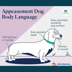 Appeasement signals, like avoiding eye contact or tucking the tail, are a dog's way of saying "I'm not a threat." Recognizing these signs helps you understand when your dog is feeling stressed or submissive.