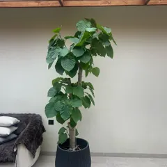 The Ficus Umbellata is a rarer cousin of the Fiddle Leaf Fig, prized for its huge, heart-shaped leaves and elegant structure. It's a sophisticated choice for a modern, airy space.