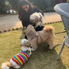A guest enjoying a moment with a group of adorable Shih Tzus. Our green lawns are perfect for pets to socialize and play.