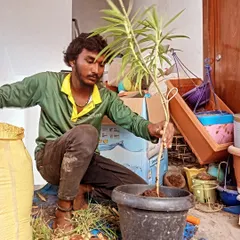 A close-up of our gardener carefully potting a young plant. We handle each plant with care, ensuring the roots are secure and it's properly positioned for a healthy start in its new home.