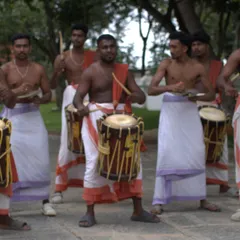 The powerful rhythm of the 'Chenda Melam' (traditional percussion ensemble) fills the air during our Onam festivities. The sound is invigorating and central to Kerala's cultural celebrations.