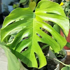A perfect, healthy leaf of a Monstera Deliciosa with its characteristic splits, known as fenestrations. This plant is climbing up a moss stick.