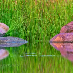 I find immense joy in such scenes at a waterfront. The tranquility, stillness, and perfect reflections of reed and rock sing nature's song, even when no animal is in the frame.