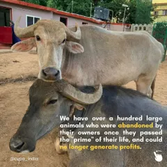 We are a forever home to over a hundred large animals, most of whom were abandoned when they could no longer generate profit. They rely on us for everything.