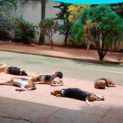 After a good run, it's time for a group nap in the sun. In our cage-free environment, dogs are free to find their favorite spot and relax with their new friends.