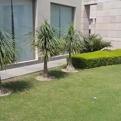 A finished lawn at a client's property, featuring Ponytail Palms and a neatly trimmed hedge. I provide the grass and also help with the overall landscape design and planting.
