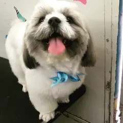 That tongue-out, happy-go-lucky look says it all! This fluffy friend is feeling light and fresh after its full-service grooming.