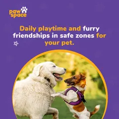 Socialization is a key part of a happy pet's life. We offer daily supervised playtime where your dog can make new friends and enjoy being part of a pack in a secure setting.