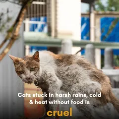 Cats stuck in harsh rains, cold, and heat without food or shelter is cruel. By reducing the number of homeless animals, we reduce the number of individuals who have to endure these conditions.