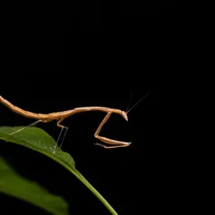 A closer look at the rare 'Toxomantis westwoodi' mantis. Its slender body and unique shape make it a fascinating subject for macro photography.