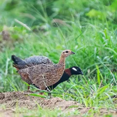 The pair moves through the lush green grass, their bond evident in their proximity.