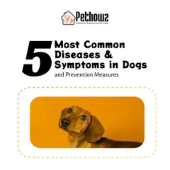 This educational series is designed to help you protect your dog. We cover the symptoms and prevention strategies for five of the most common diseases that can affect canines.