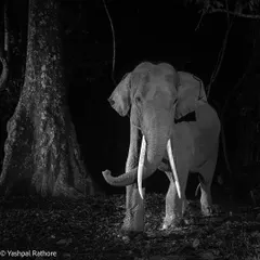 A full-body portrait of a majestic Tusker, an Indian Elephant, emerging from the darkness. This black and white image highlights its impressive size and calm demeanor.
