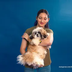 A woman holds her adorable Shih Tzu during a studio session. The solid blue background makes the pet's features pop, creating a vibrant and professional portrait.