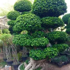 A large, potted bonsai-style Ficus with a thick, exposed root system and a beautifully layered canopy. This type of tree is a long-term investment in living art, perfect for patios, courtyards, or as an indoor statement piece.