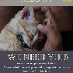 We need you so we can keep rescuing kittens. A successful rescue is powered by support, no matter how small or big it is. Your donation directly funds medical care, food, and supplies for cats in desperate need.