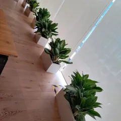 Another angle of the green dividers, showcasing how uniform planters can create a clean, cohesive look while bringing the benefits of nature indoors.