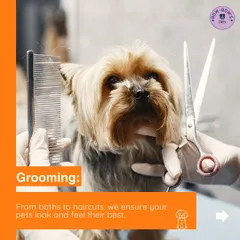 Our basic grooming service is focused on keeping your dog healthy and comfortable. This includes a thorough wash with gentle, dog-friendly shampoo and a careful blow-dry to ensure their coat is perfect. We handle every step of the pet hygiene process with professional care.