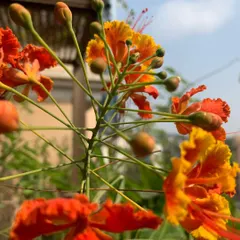 The fiery orange and yellow flowers of the Peacock Flower (Gulmohar) tree, a stunning addition that attracts pollinators.