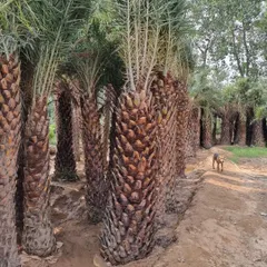 A view of my stock of Date Palm trees, showing the quantity and quality of the plants I can source for large landscaping projects.