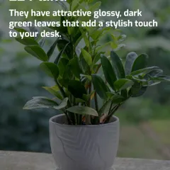 The ZZ Plant is one of the hardiest indoor plants you can find, making it ideal for busy professionals. Its glossy, dark green leaves provide a sleek, modern look that enhances any desk or office corner with minimal care required.