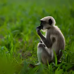 "It's all about the light!" A juvenile Hanuman Langur soaking up the sunlight on a fine winter morning. Being in the right place at the right time is key in photography.