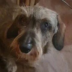 A quiet morning look from one of my senior dachshunds. The deep, soulful expressions of our dogs tell us so much about how they are feeling.