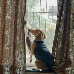 Who says cats and dogs can't be the best of friends? In a multi-pet household, my priority is ensuring every animal feels secure and respected. This peaceful moment of two buddies bird-watching together is a perfect example of the harmony I help maintain in your home.