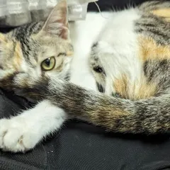 A close-up of Bambi's stunning calico coat and gentle eyes. She is a bit shy at first but has a very sweet and calm nature once she feels safe. She would be a perfect companion for a quiet and loving home.