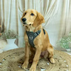 Meet my own sweet girl, Phoebe. This photo was taken in my cozy studio, which is perfect for creating calm, classic pet portraits that really focus on your dog's gentle expression and beautiful features.