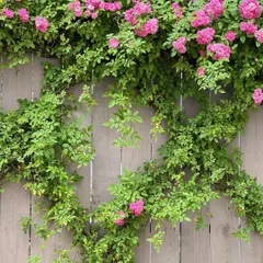 For a softer, more rustic look, we can use climbing plants to cover fences. This climbing rose adds color and life to a simple wooden fence, providing a beautiful backdrop and enhancing the privacy of the garden.