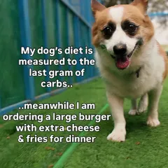 The classic dog parent dilemma: my dog's diet is measured to the last gram, while I'm having extra cheese on my burger.