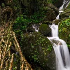 The living root bridges of Meghalaya are often surrounded by countless waterfalls. This long exposure shot captures the intricate roots alongside the smooth flow of water.