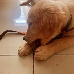 I love getting homework updates from clients! This is Luna at just 2.5 months old, learning to direct her natural chewing instincts onto a proper chew toy. This is a key step in preventing destructive chewing around the house.