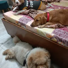 After a long day of play, it's time to relax. Here, dogs can choose their favorite spot to nap, whether it's on the bed like this Beagle and his friend, or on the cool floor like this fluffy Chow Chow. My home is their home, and comfort is always the top priority.