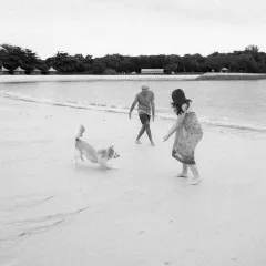 A black and white action shot of Amber, an 11-year-old rescued Singapore Special, joyfully playing with her parents on Lazarus Island.