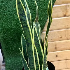 An artificial snake plant, known for its striking vertical leaves. This is a classic, versatile plant that fits well with many decor styles, and our high-quality version requires no specific light conditions.
