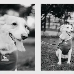 A diptych of black and white portraits of a beloved dog from a pre-wedding shoot. I always make sure to get some great shots of your four-legged friends when they join us.