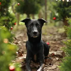 Santa Paws is in town! This handsome black dog is posing perfectly in our outdoor Christmas forest, looking straight at the camera with such a gentle expression.