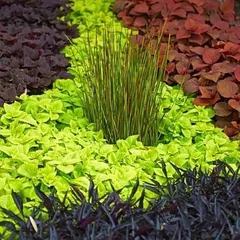 A successful garden design relies on a rich palette of textures and colors. This close-up shows how we combine different foliage types, from the deep purples and reds of Coleus to the bright greens of other groundcovers, to create a visually dynamic landscape.