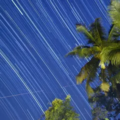 A long-exposure shot creates star trails in the night sky above a palm tree, showing the rotation of the Earth.