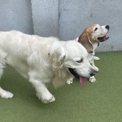 A Golden Retriever and a Beagle enjoying a quiet moment together. Dogs often form special friendships during their stay.