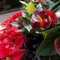 The deep red of this Anthurium flower against the festive Poinsettias signals that the holiday season is near. Anthuriums are great because they can flower for long periods, even indoors with enough light.