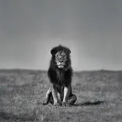 A lone male lion sits in the vast emptiness of the Maasai Mara. The black and white conversion enhances the sense of scale and solitude, making the king of the savannah appear both powerful and isolated.