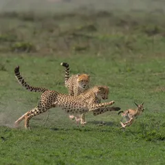 A continuation of the cheetah chase, showing the incredible agility of both predator and prey. Each frame in a sequence like this tells a part of the story. Learning to follow the action while maintaining sharp focus is a key skill I teach on my tours.