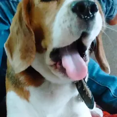 A big yawn from Max the Beagle after a fun day. He is such a happy and playful boy.