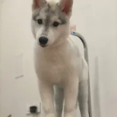 This Siberian Husky puppy is standing tall on the grooming table. I introduce puppies to the equipment slowly to build their confidence for future visits.