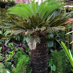 This big boy is a Cycas Palm, known for its rugged trunk and feathery fronds. It's a slow growing and long lasting plant that adds a prehistoric vibe to any garden.